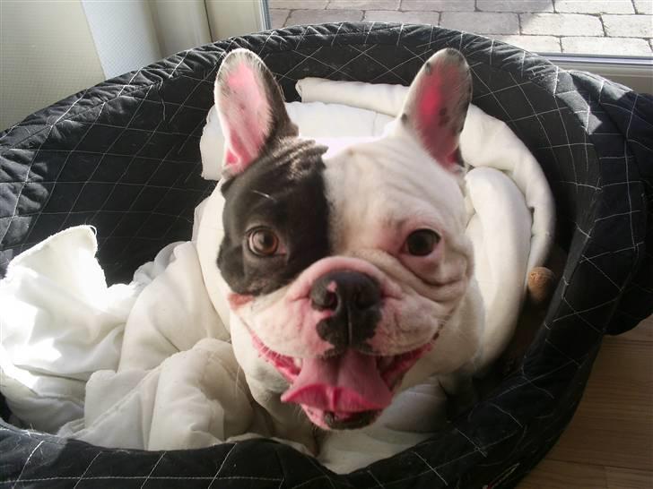 Fransk bulldog Tyson billede 6