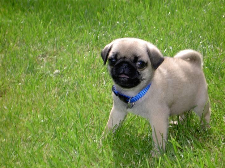 Mops sif - Sif med i haven billede 8