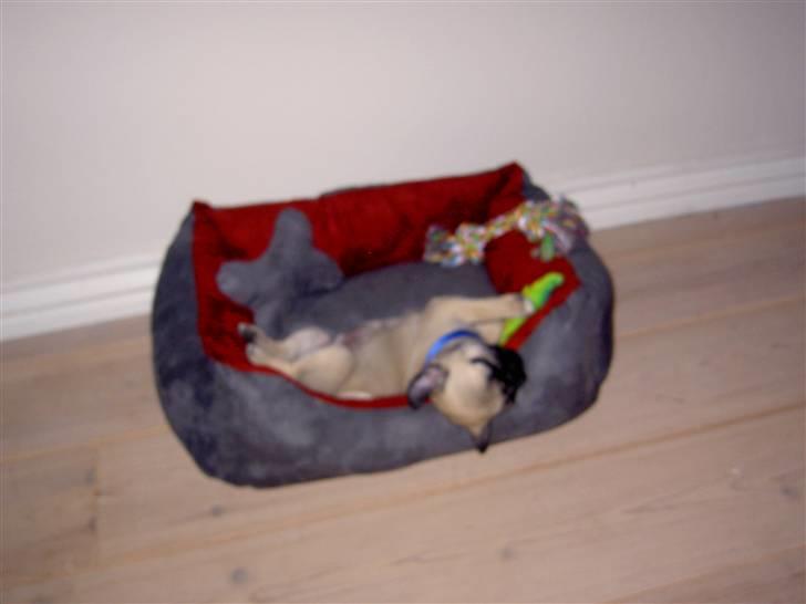 Mops sif - zzzzzzz billede 11