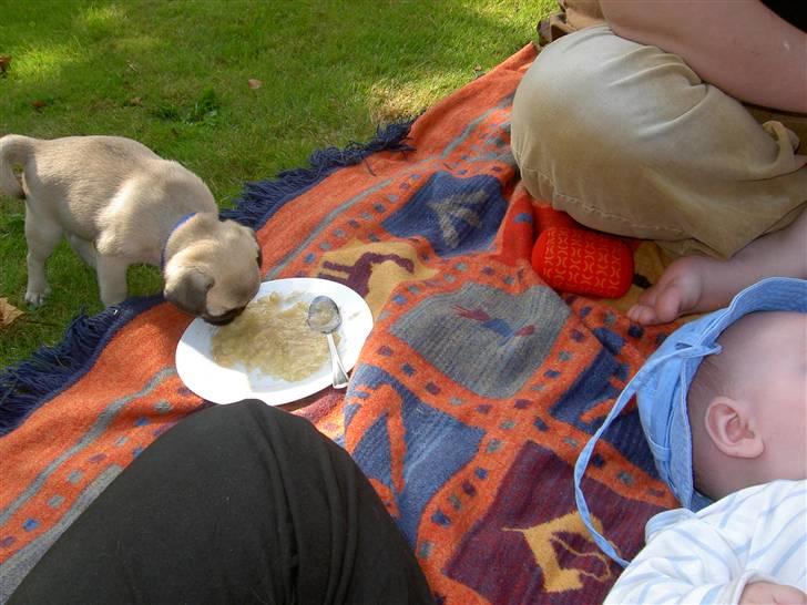 Mops sif - Der er vist ingen der opdager at jeg lige snupper lidt banan mos billede 12