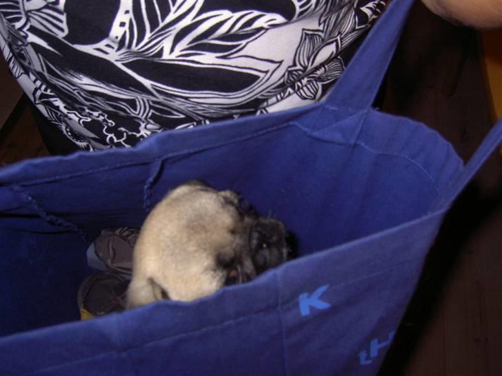 Mops sif - Farmor prøver at stjæle mig med hjem billede 15