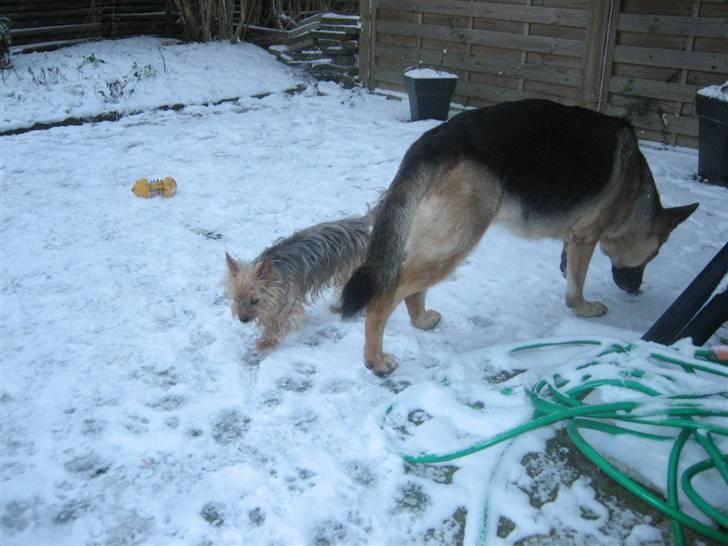 Schæferhund Bessie fået fred i hundehimmelen d. 7/3-2013 ;(( billede 17