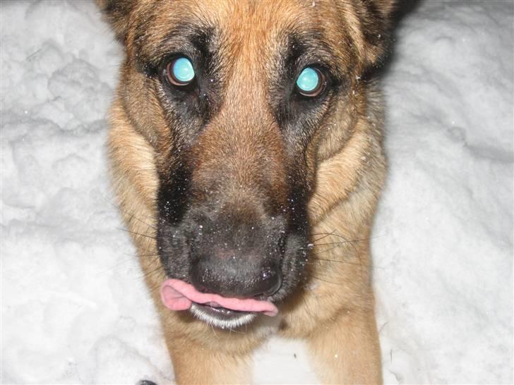 Schæferhund Bessie fået fred i hundehimmelen d. 7/3-2013 ;(( billede 18