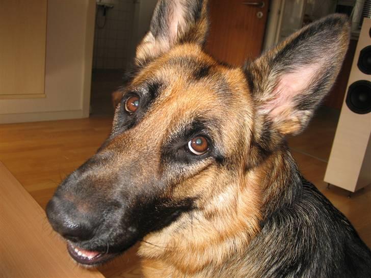 Schæferhund Bessie fået fred i hundehimmelen d. 7/3-2013 ;(( billede 19