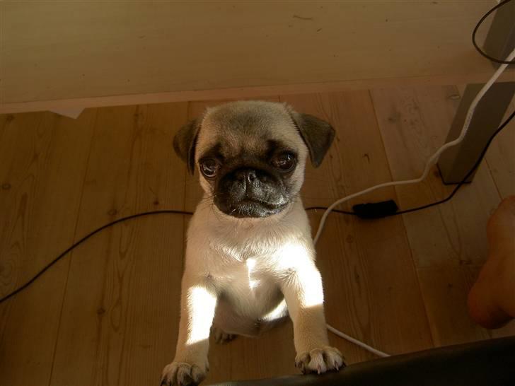 Mops sif - Vil så gerne op i sofaen. billede 17