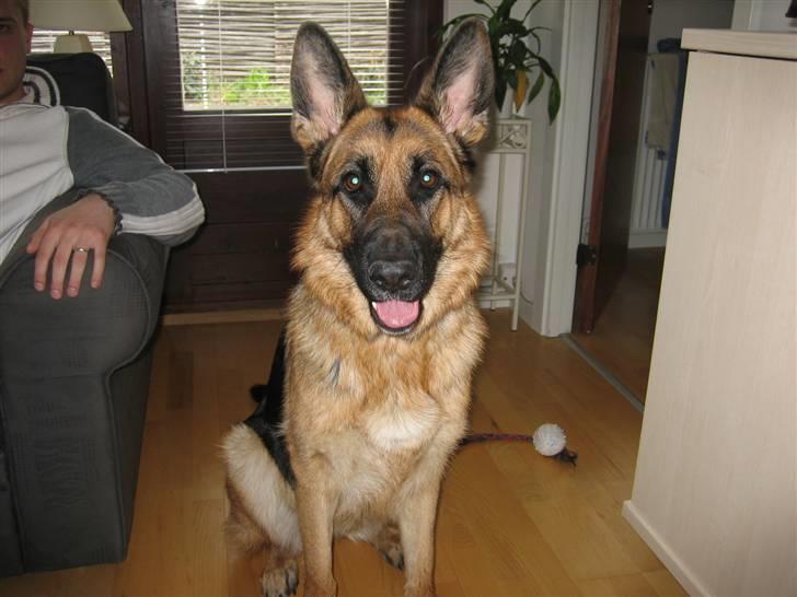 Schæferhund Bessie fået fred i hundehimmelen d. 7/3-2013 ;(( billede 20