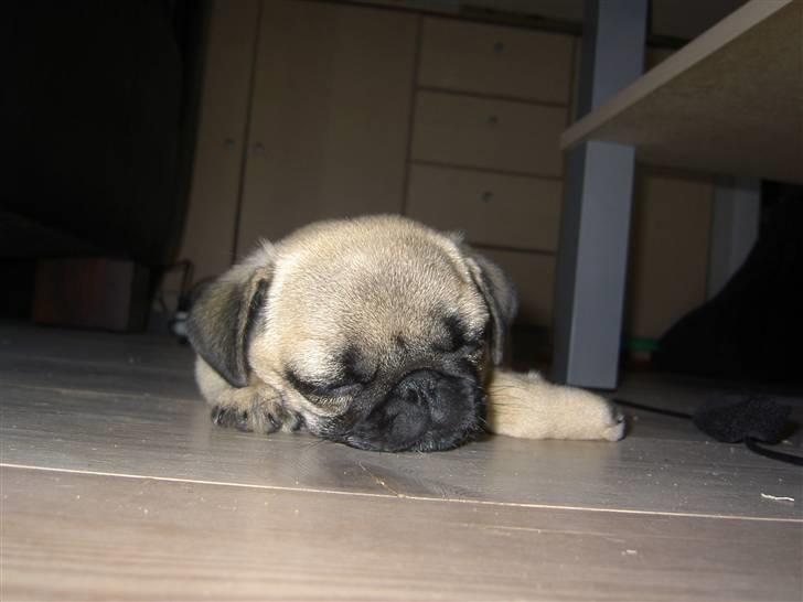 Mops sif - zzzzzzzzzzzz billede 18