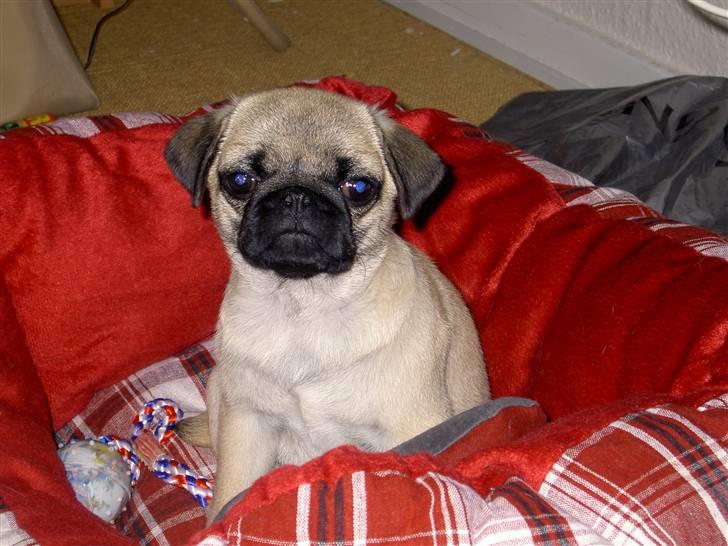 Mops sif - Senge tid. billede 20