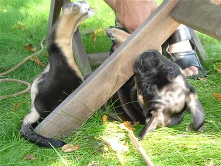 Blanding af racer Hendrix - hæhæ fandt lige noget bide i hæhæ  billede 8