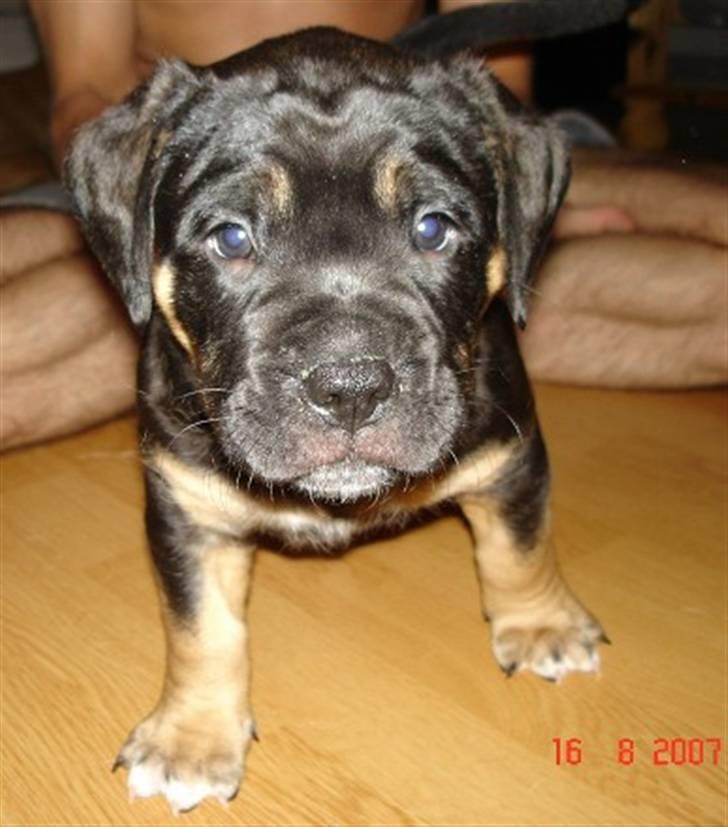 Blanding af racer Hendrix - jeg er nu 6 uger gammel  billede 9