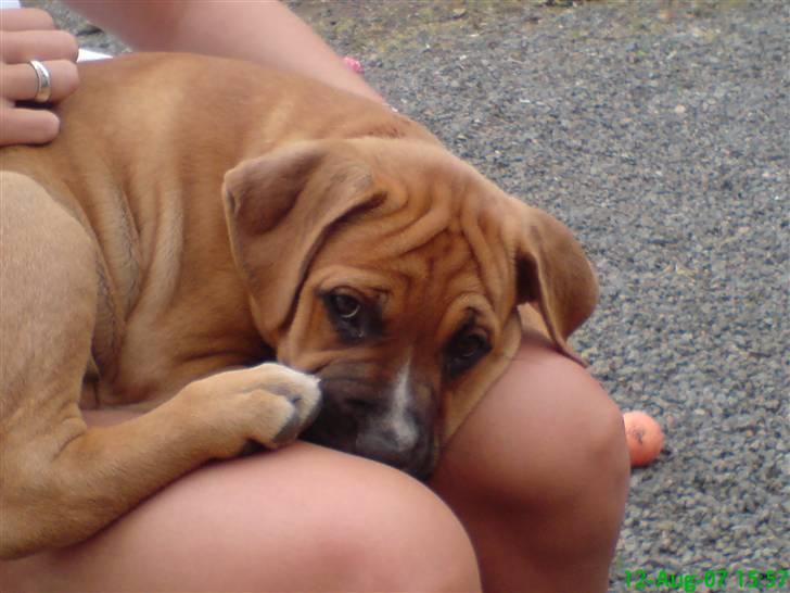 Blanding af racer Diva R.I.P Baby-D - de kalder mig rynkefis!? :-O billede 12