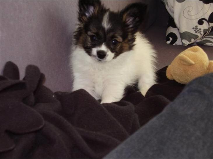 {{currentPhoto.altText}} billede {{currentPhoto.number}}