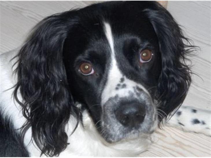 Engelsk springer spaniel Cika   R.I.P ='( - At dræbe hunden kurerer ikke bidet. :´( billede 1