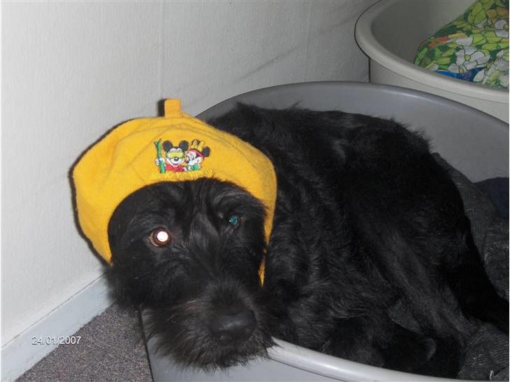 {{currentPhoto.altText}} billede {{currentPhoto.number}}