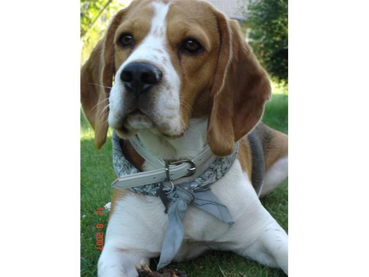 Beagle ANTON *Savner dig* billede 1