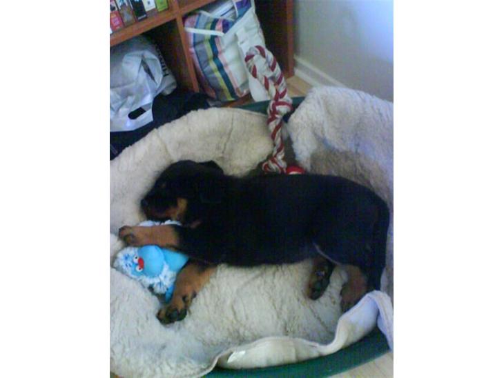 Rottweiler Tyson - se hvor sødt jeg sover.  billede 1