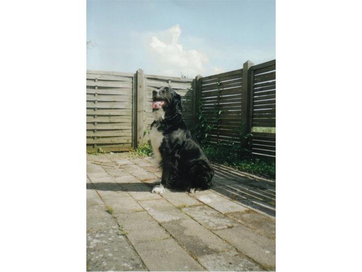 Border collie Mulle DØD billede 1