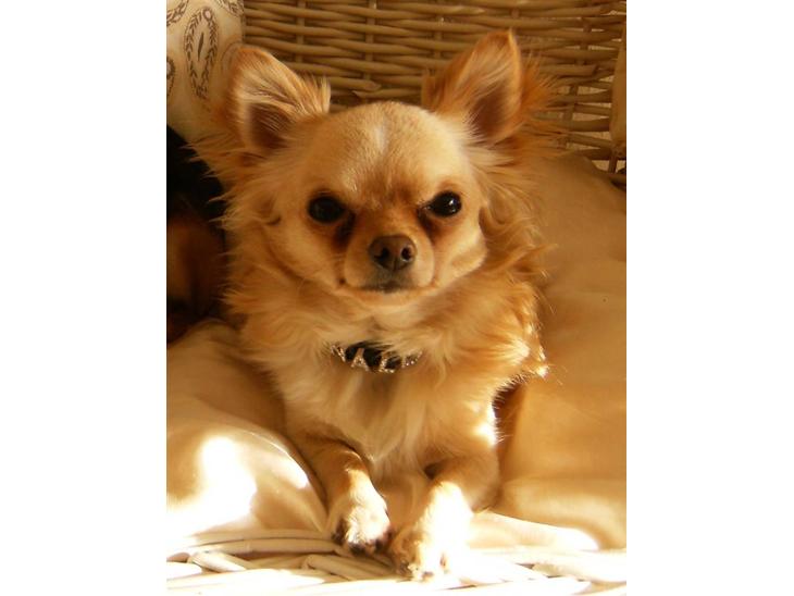 Chihuahua      *Ronaldo* billede 1