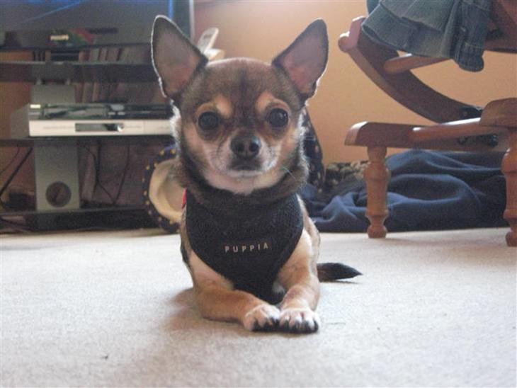 Chihuahua Lillepuslings Hr. Simba  - Det mig der er Simba billede 1