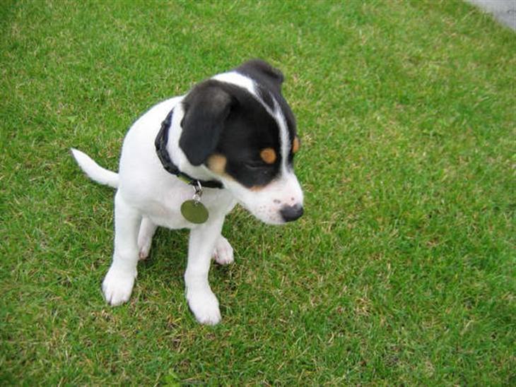 {{currentPhoto.altText}} billede {{currentPhoto.number}}