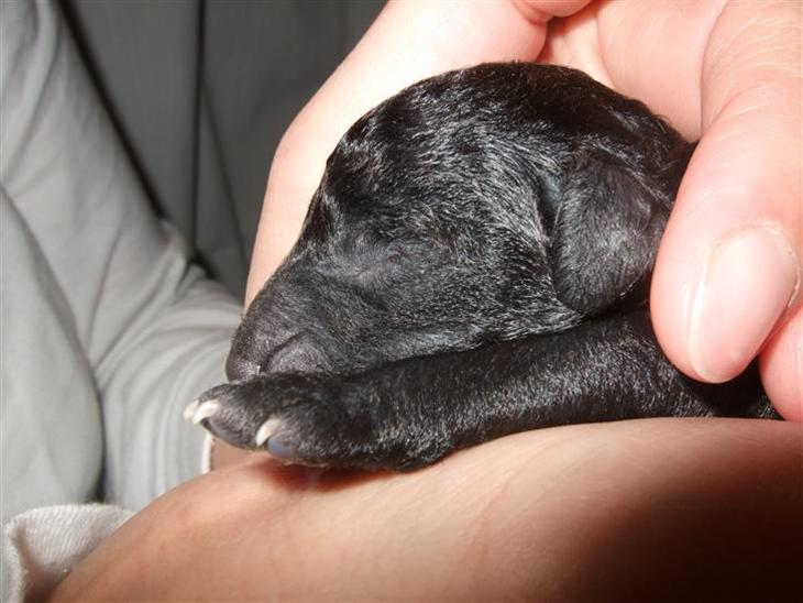 Blanding af racer Perles Bamse - Lille Bamses hoved :) Han er så Nuttet ! <3 billede 1