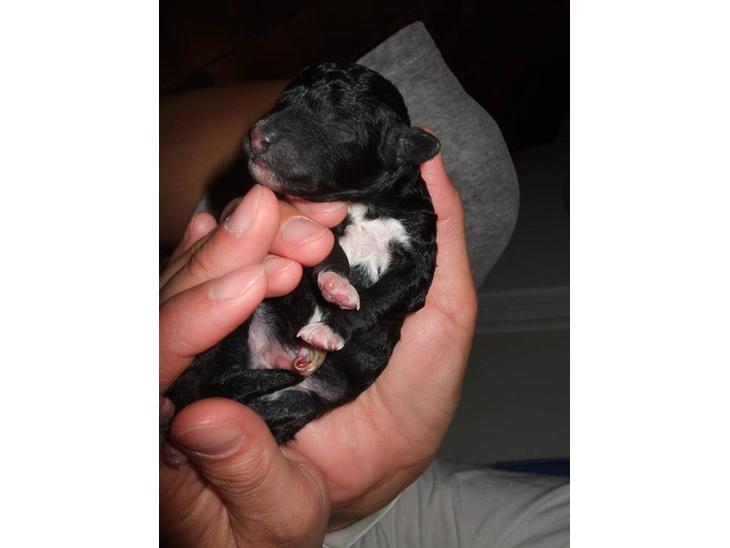 Blanding af racer Perles Bastian - Søde Bastian :) <3 billede 1