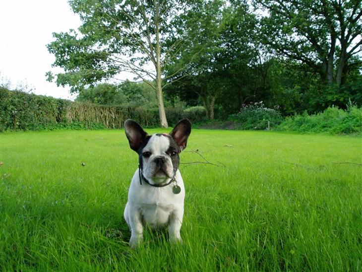 {{currentPhoto.altText}} billede {{currentPhoto.number}}