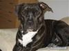 Amerikansk staffordshire terrier Teison