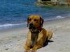 Blanding af racer Tony  R.I.P [ Himmelhund]