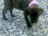 Amerikansk staffordshire terrier CLEO R;I;P