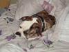 Amerikansk bulldog Margrethelunds Zjanel