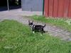 Chihuahua Perle - Himmelhund :(