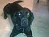 Labrador retriever Trunte * passede/min*