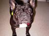 Fransk bulldog Sascha