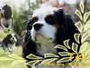 Cavalier king charles spaniel Tikka