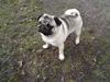 Mops Tony