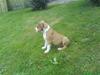 Amerikansk staffordshire terrier Cato