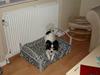 Papillon Bianca