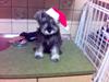 Dvaergschnauzer Brutus