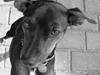 Blanding af racer Pinscher/gårdhund- Chilly