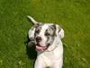 Amerikansk bulldog Odin R.I.P