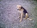 Schæferhund Tarzan - Død -