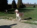 Labrador retriever max