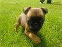Griffon petit brabancon My R.I.P