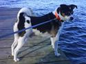 Blanding af racer Samson ('02 - '09)