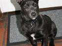 Australsk kelpie Diesel