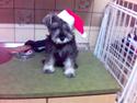 Dvaergschnauzer Brutus