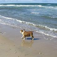 Engelsk bulldog Garno