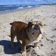 Engelsk bulldog Garno