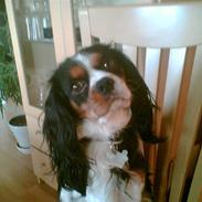 Cavalier king charles spaniel Charlie